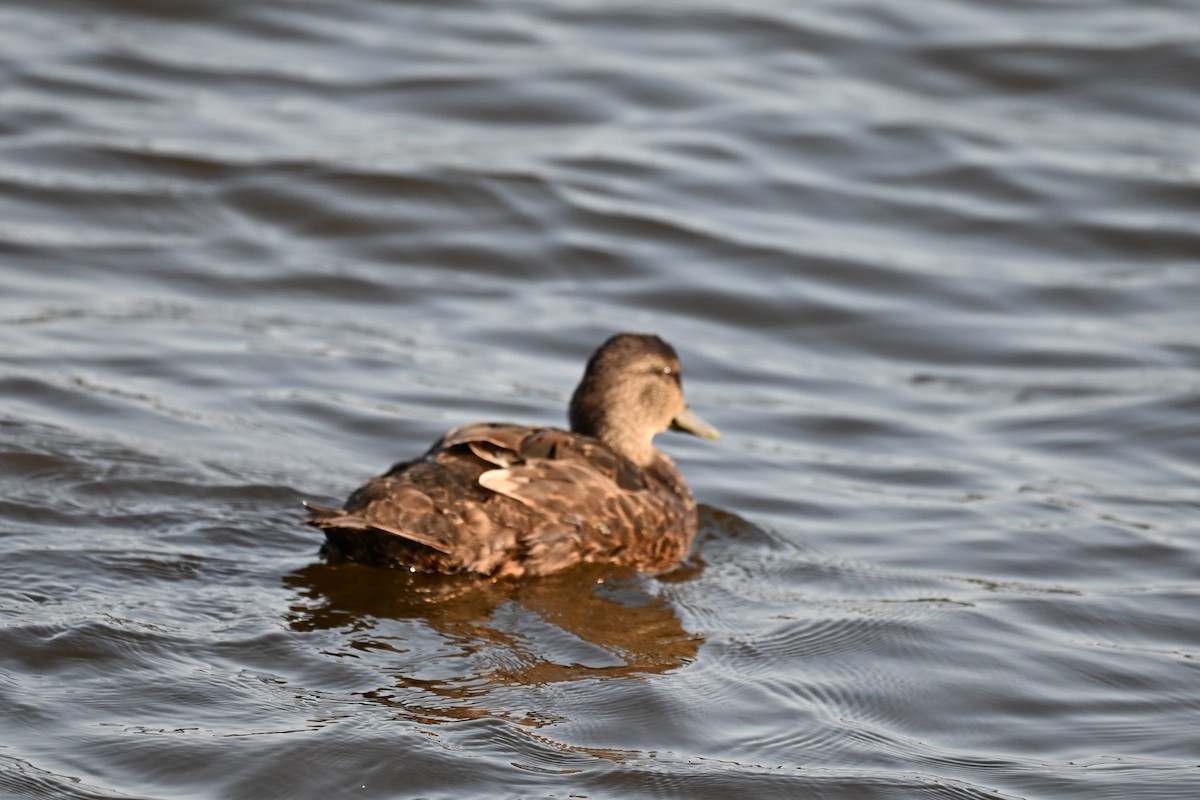 American Black Duck - ML639951126
