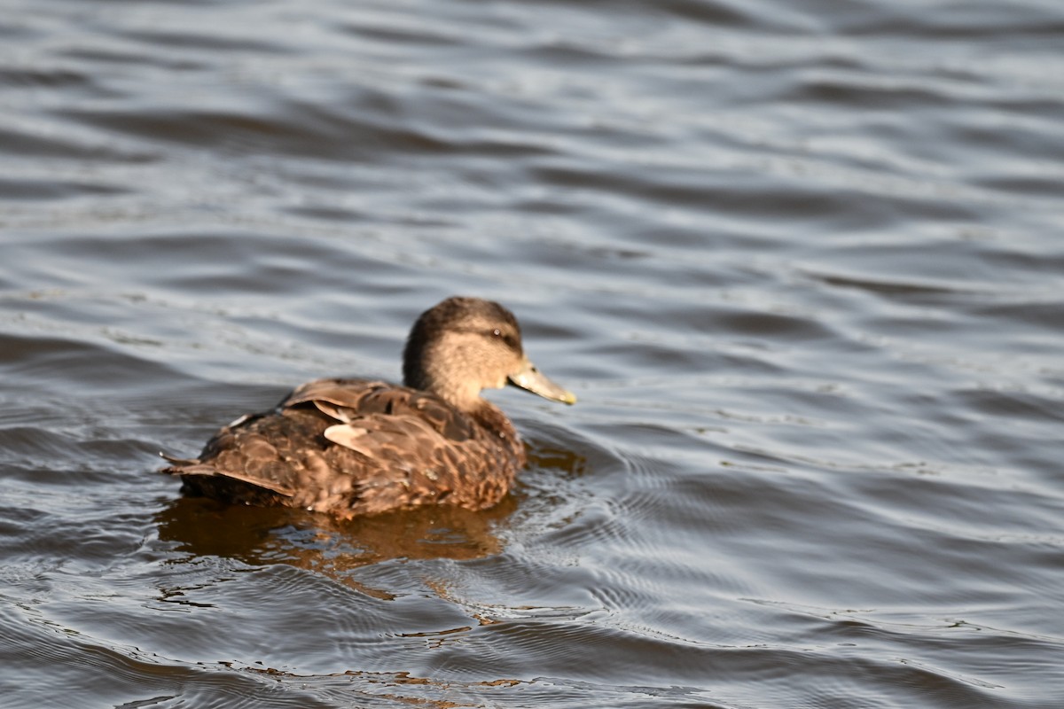 American Black Duck - ML639951127