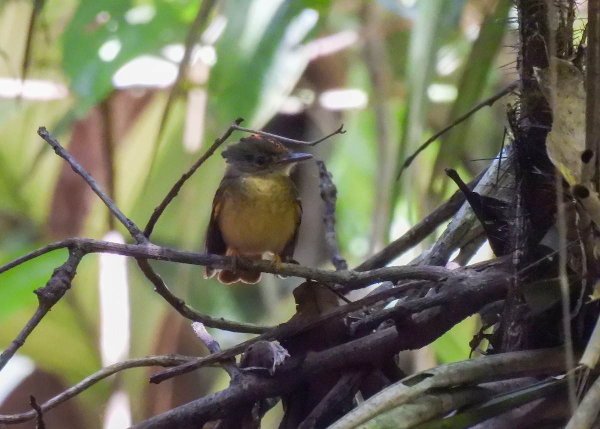 Tropical Royal Flycatcher (Amazonian) - ML639951163