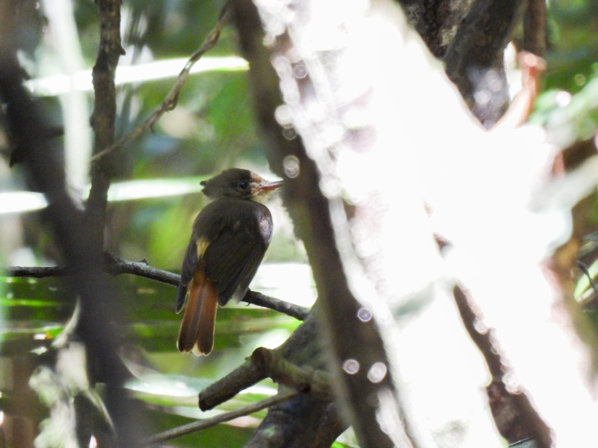 Tropical Royal Flycatcher (Amazonian) - ML639951164