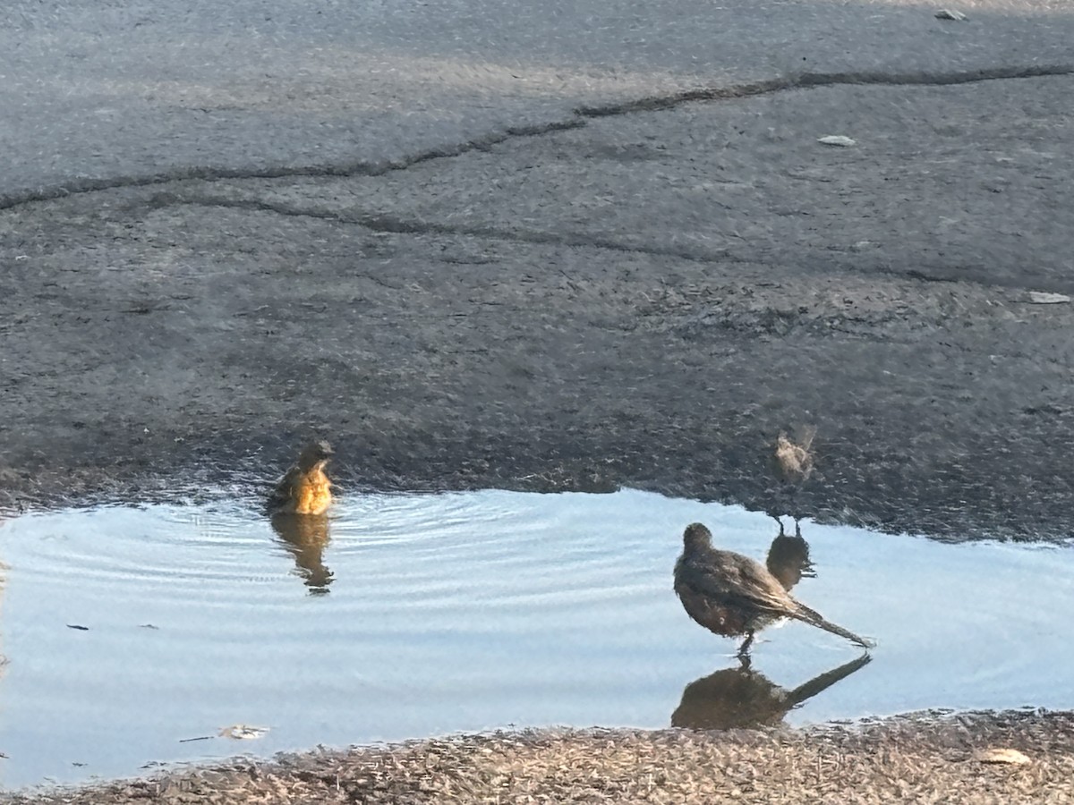 Baltimore Oriole - ML639951186