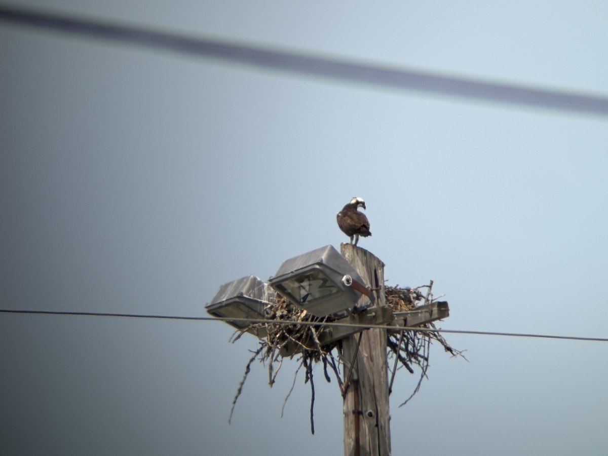 Osprey (American) - ML639951189