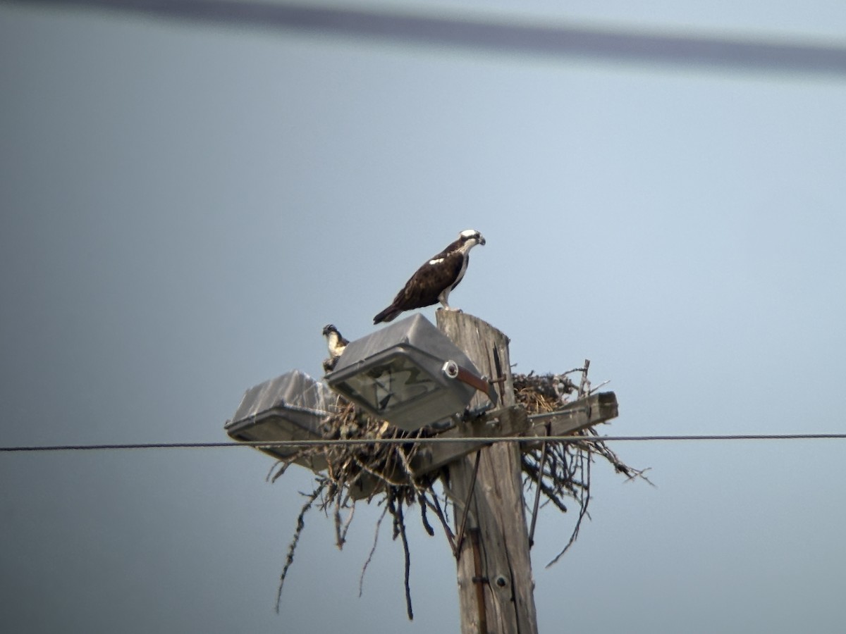 Osprey (American) - ML639951190