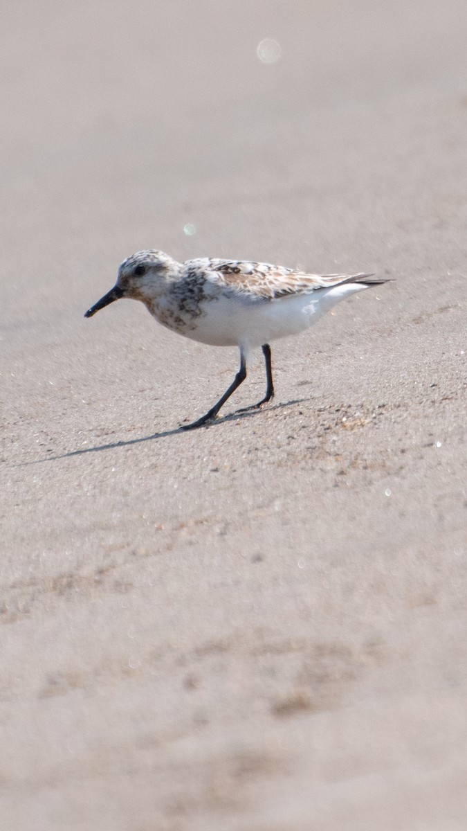 Sanderling - ML639951199