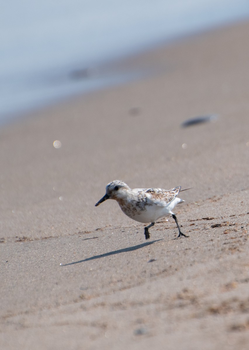 Sanderling - ML639951200