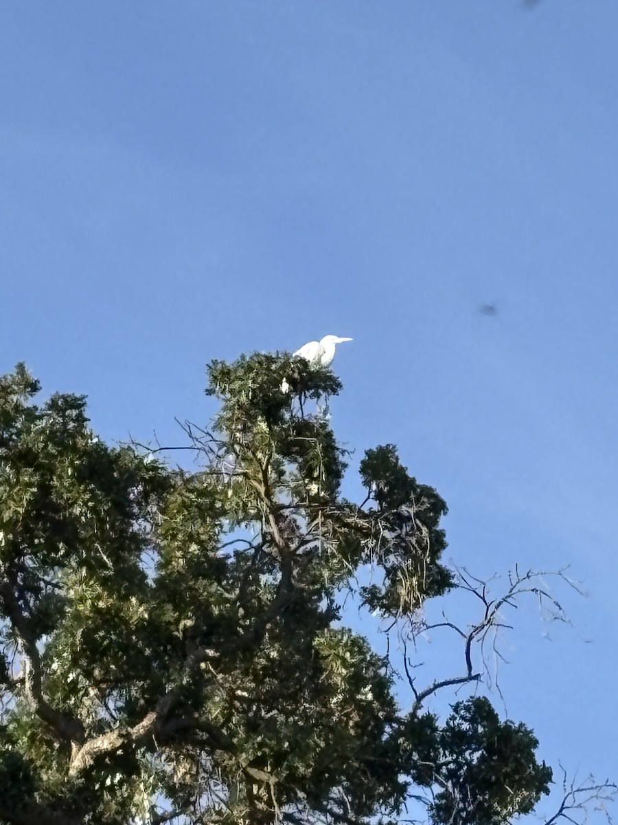 Great Egret - ML639951204