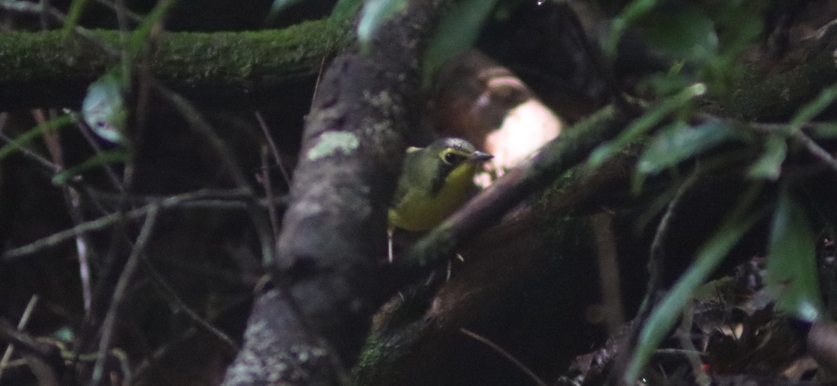 Kentucky Warbler - ML639951243