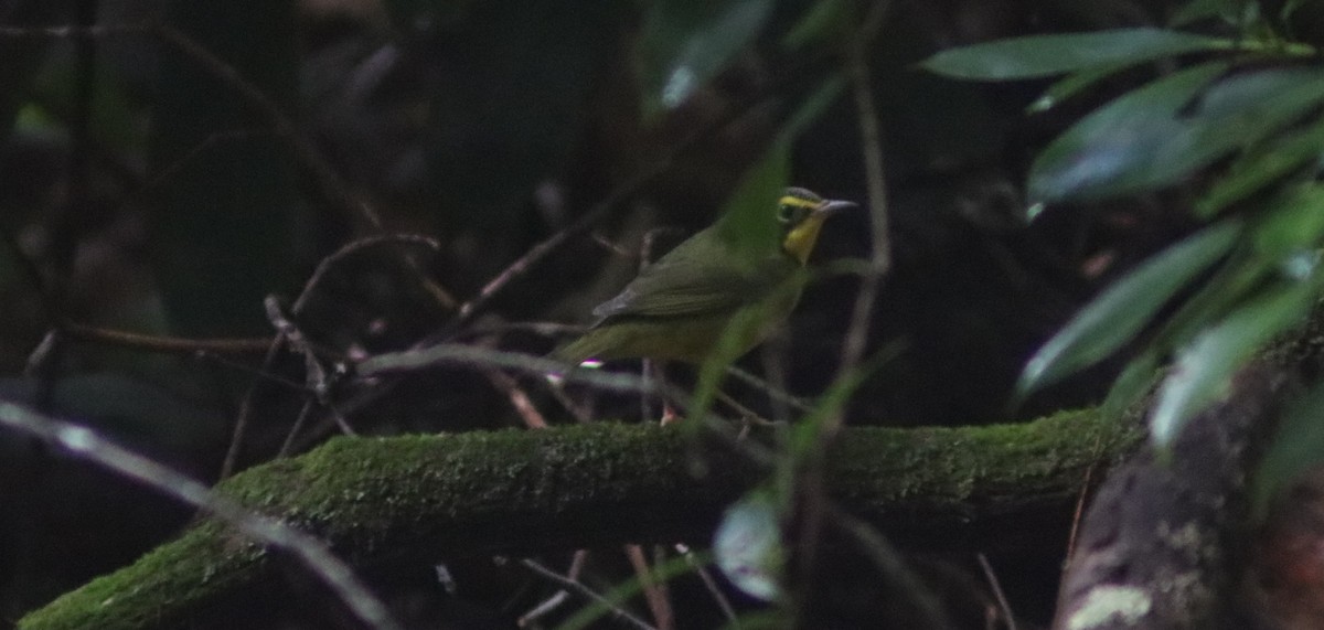Kentucky Warbler - ML639951266