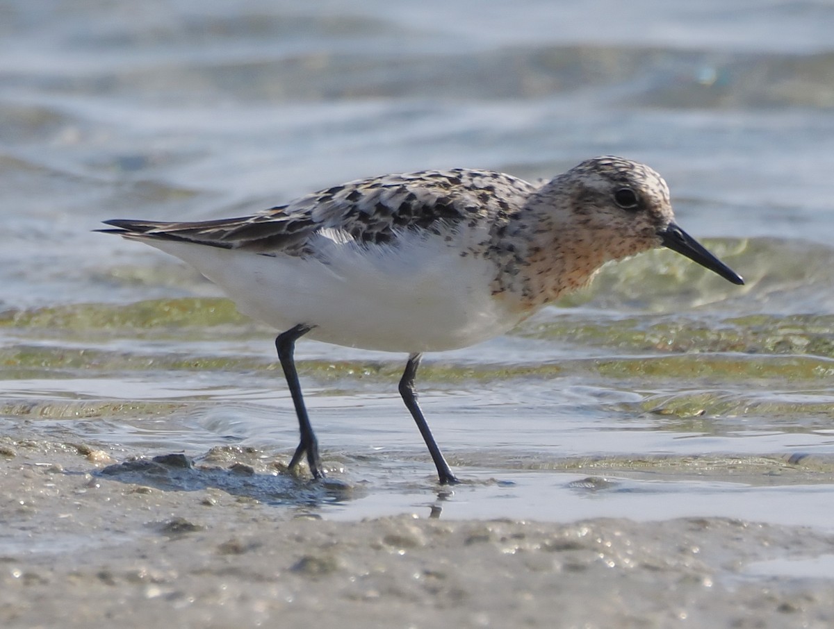 Sanderling - ML639951268