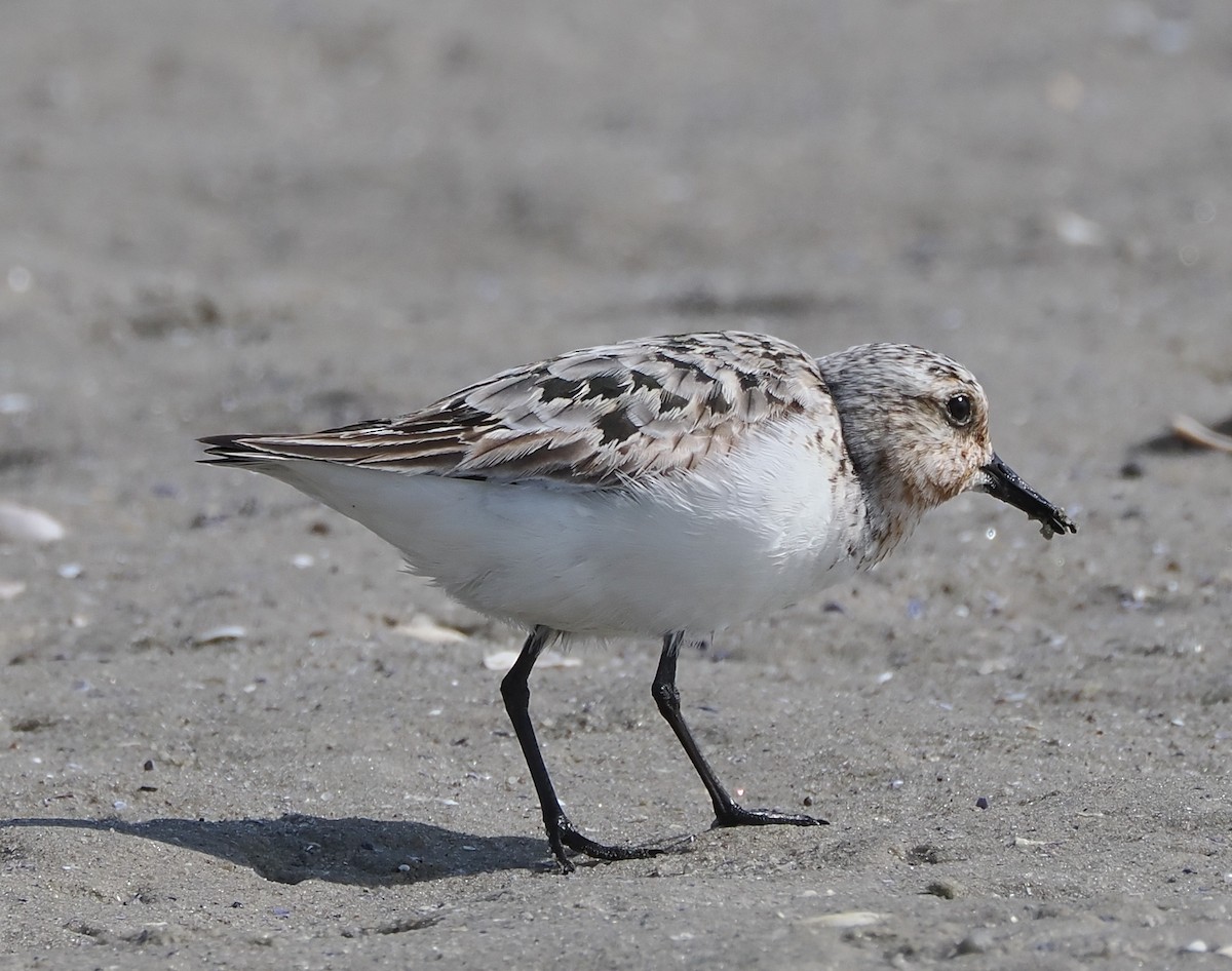 Sanderling - ML639951269
