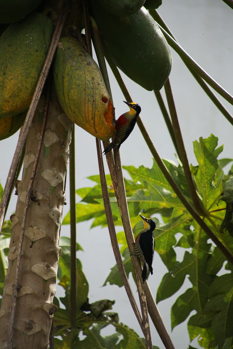 Yellow-fronted Woodpecker - ML639951293