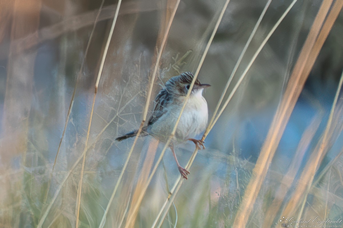 Desert Cisticola - ML639951296