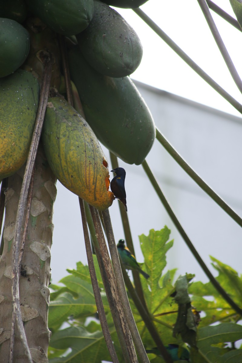 Chestnut-bellied Euphonia - ML639951297