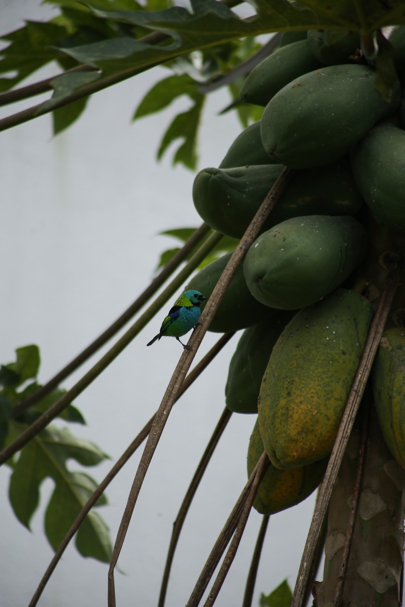 Green-headed Tanager - ML639951301