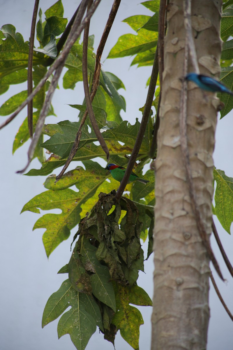 Red-necked Tanager - ML639951309