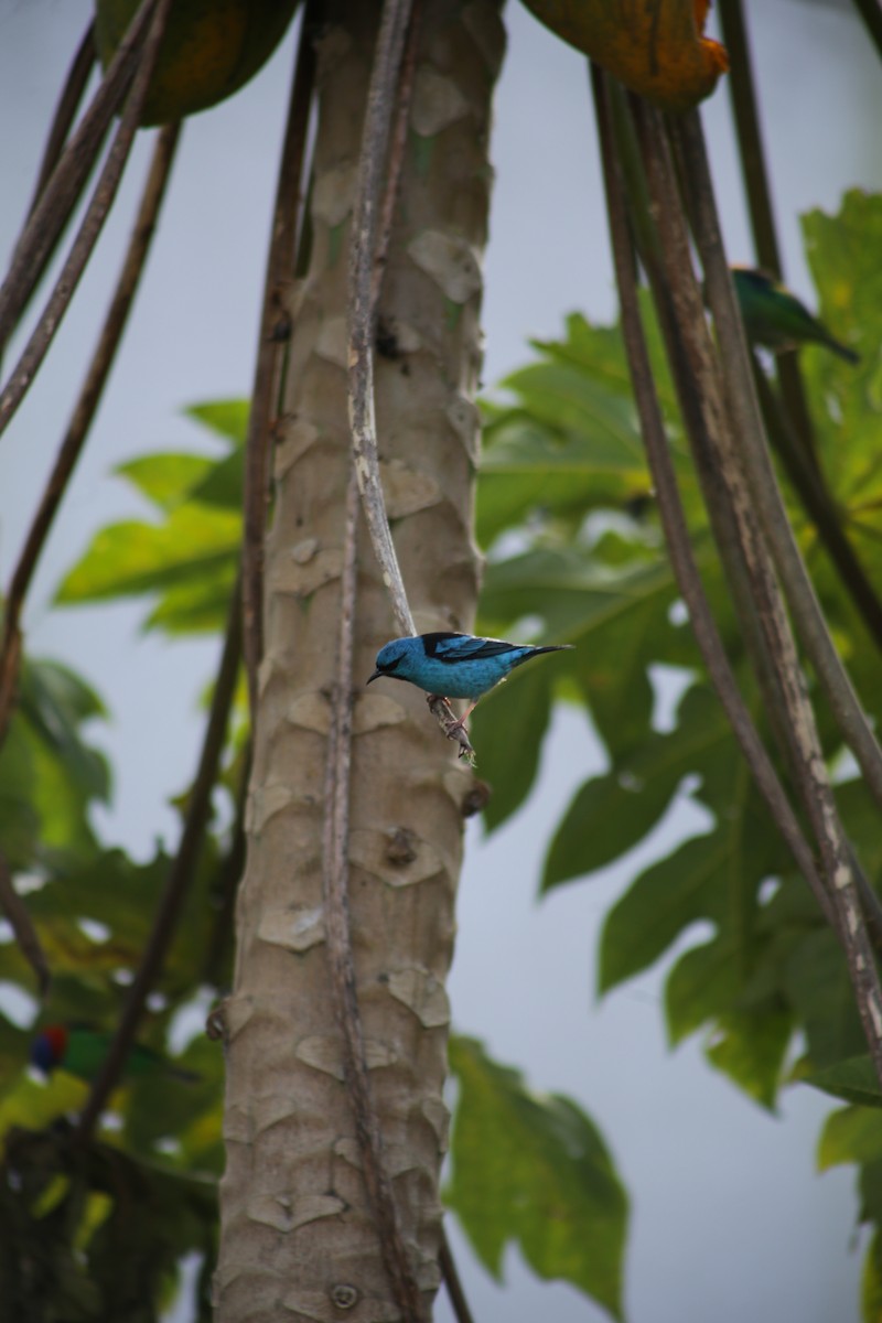 Blue Dacnis - ML639951311