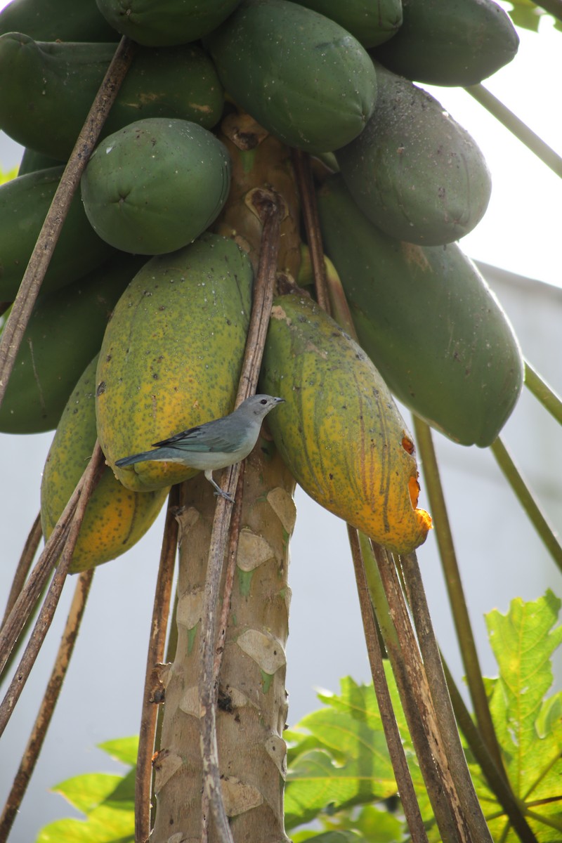 Sayaca Tanager - ML639951314