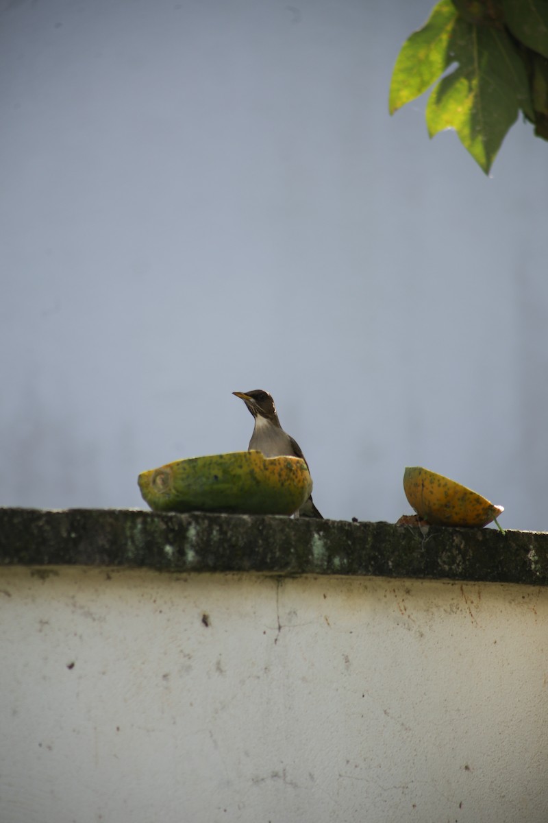Creamy-bellied Thrush - ML639951318