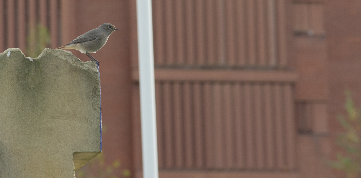 Black Redstart - ML639951385