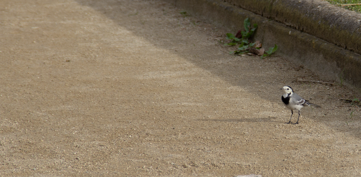 White Wagtail - ML639951389