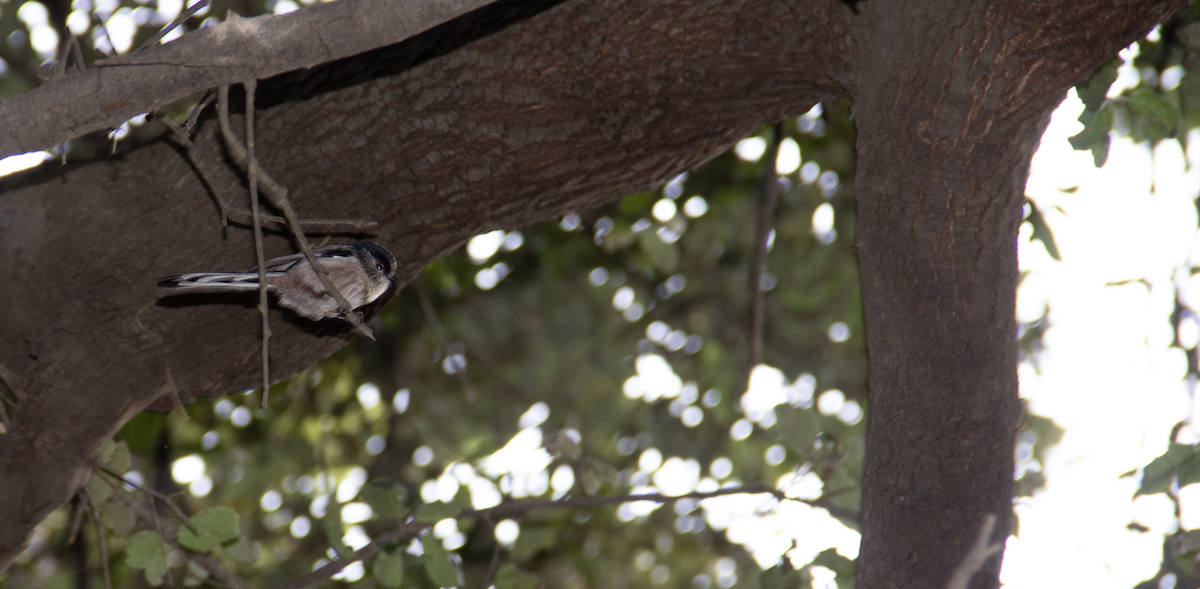 Long-tailed Tit - ML639951390