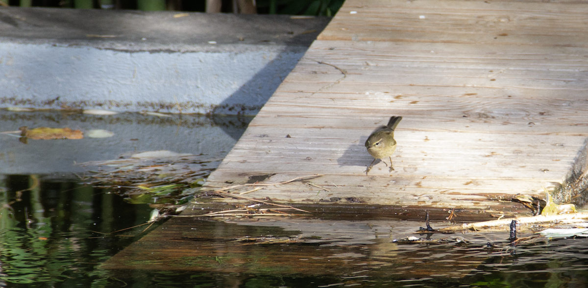 Common Chiffchaff - ML639951397