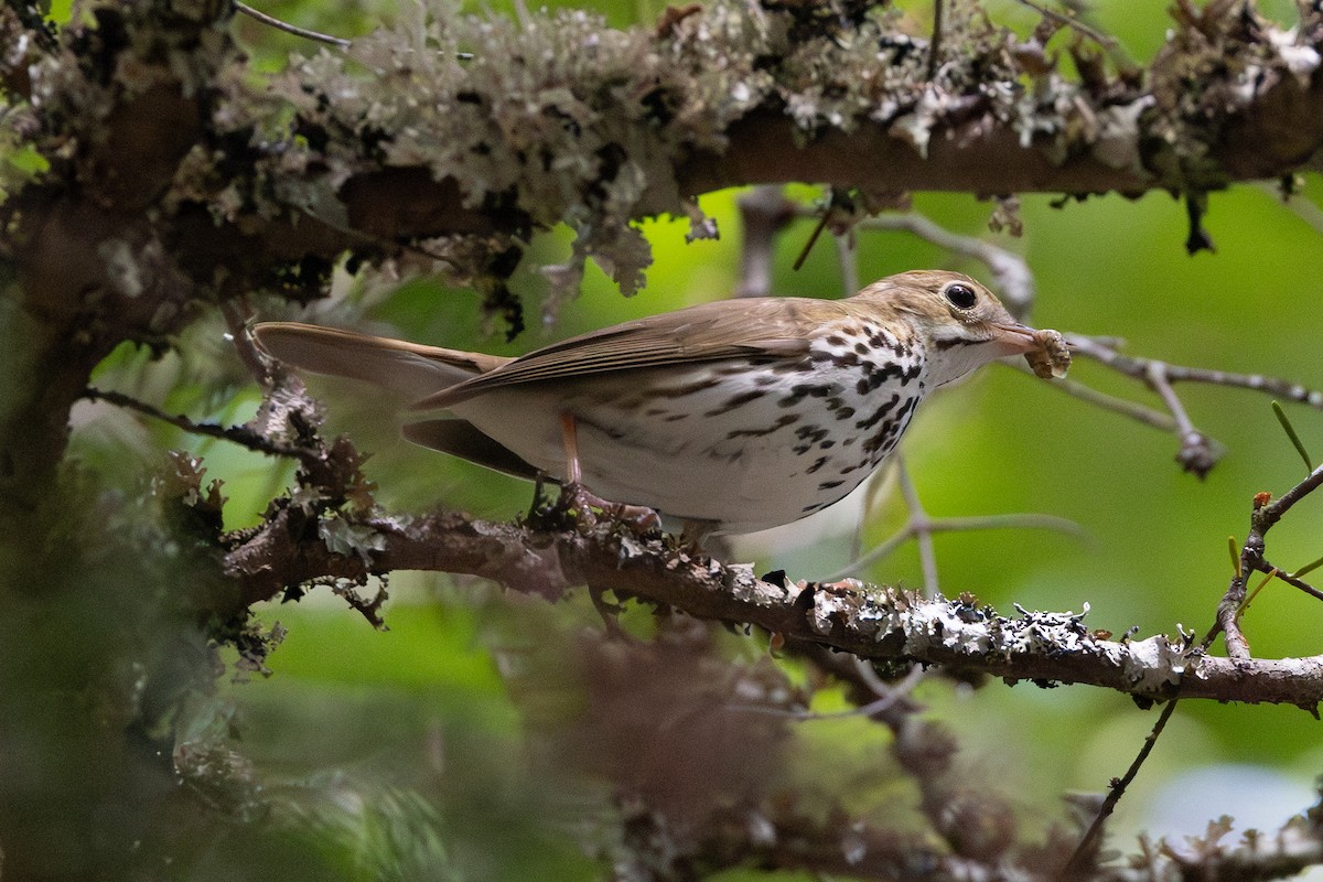 Ovenbird - ML639951399