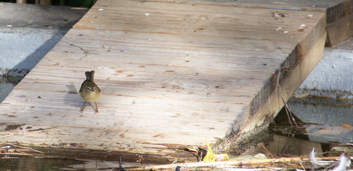 Common Chiffchaff - ML639951401