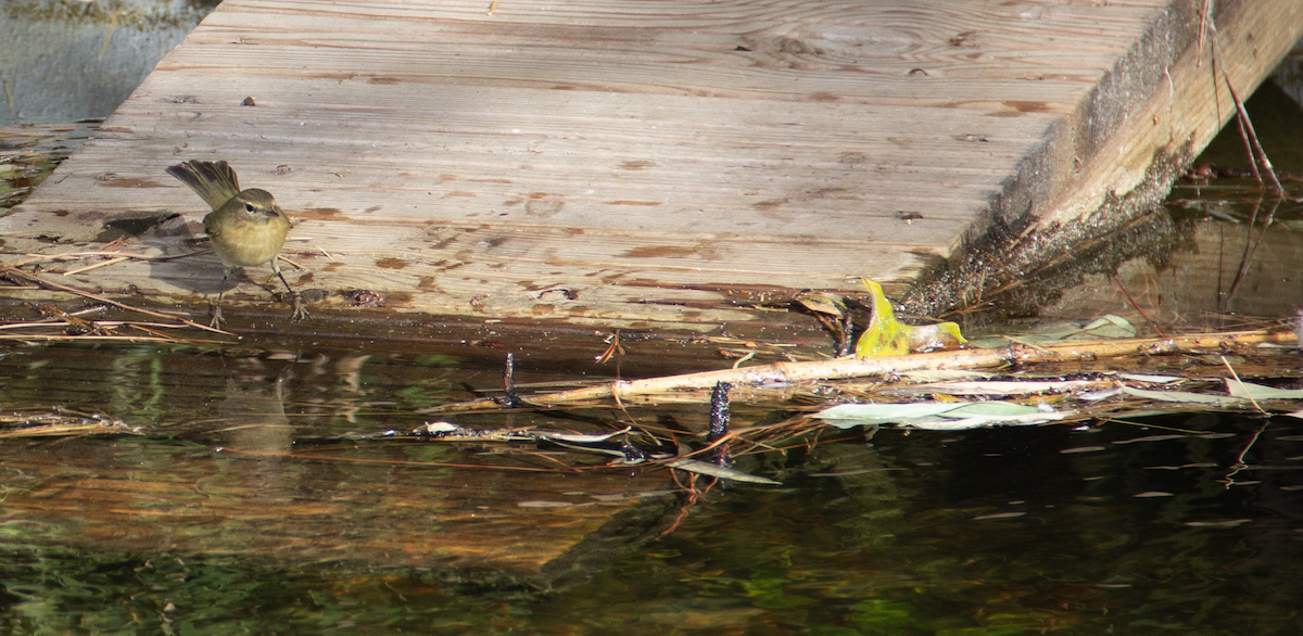 Common Chiffchaff - ML639951404