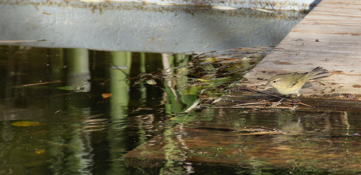 Common Chiffchaff - ML639951406