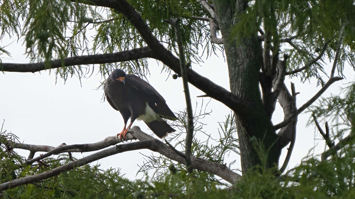 Milan des marais - ML639951413