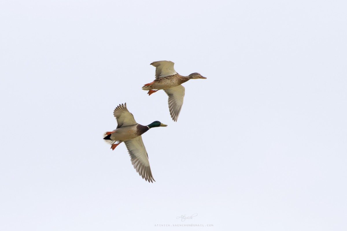 Mallard - ML639951457