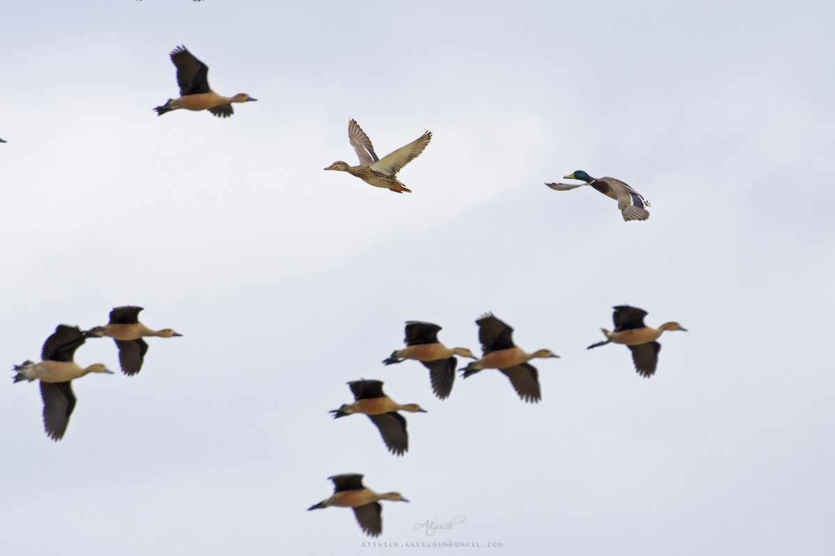 Mallard - ML639951458