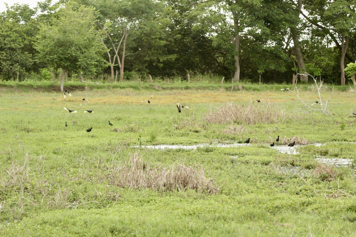 Wattled Jacana - ML639951465