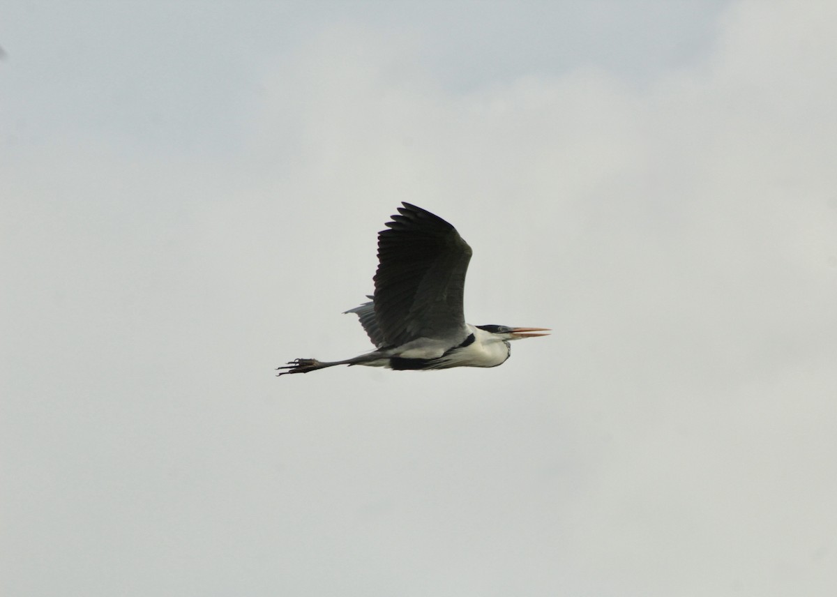 Cocoi Heron - ML639951468