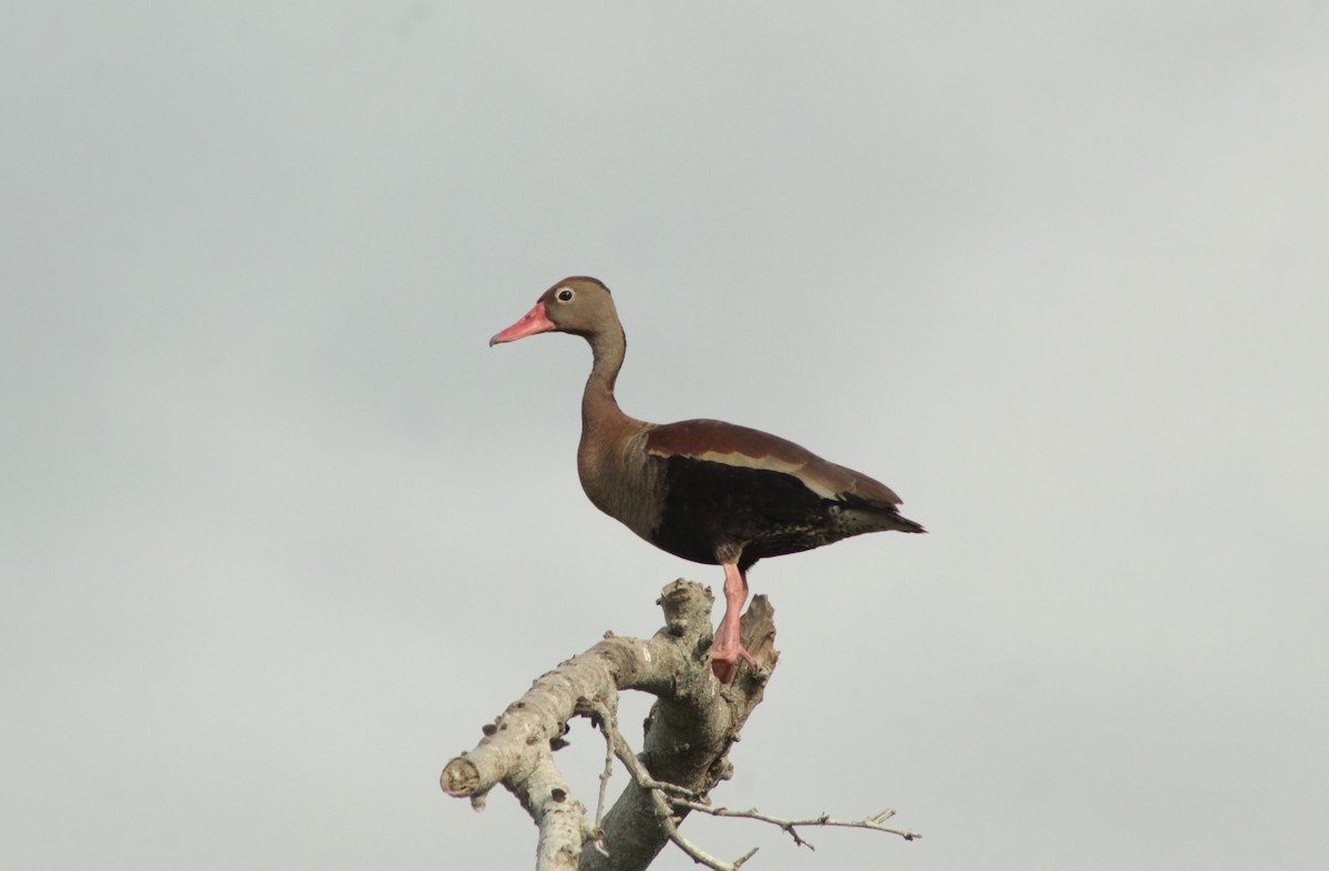 Black-bellied Whistling-Duck - ML639951515