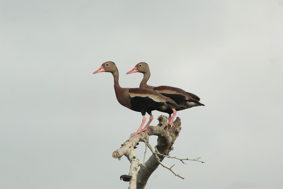 Black-bellied Whistling-Duck - ML639951516