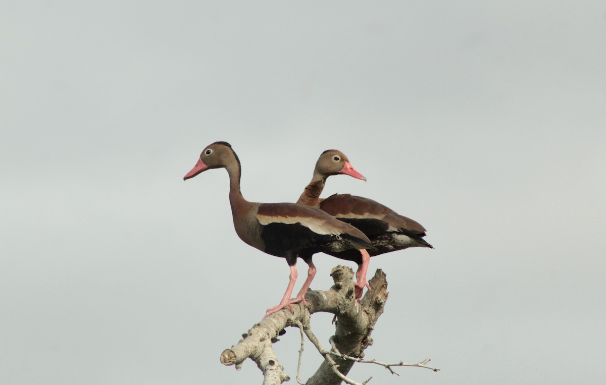Black-bellied Whistling-Duck - ML639951517