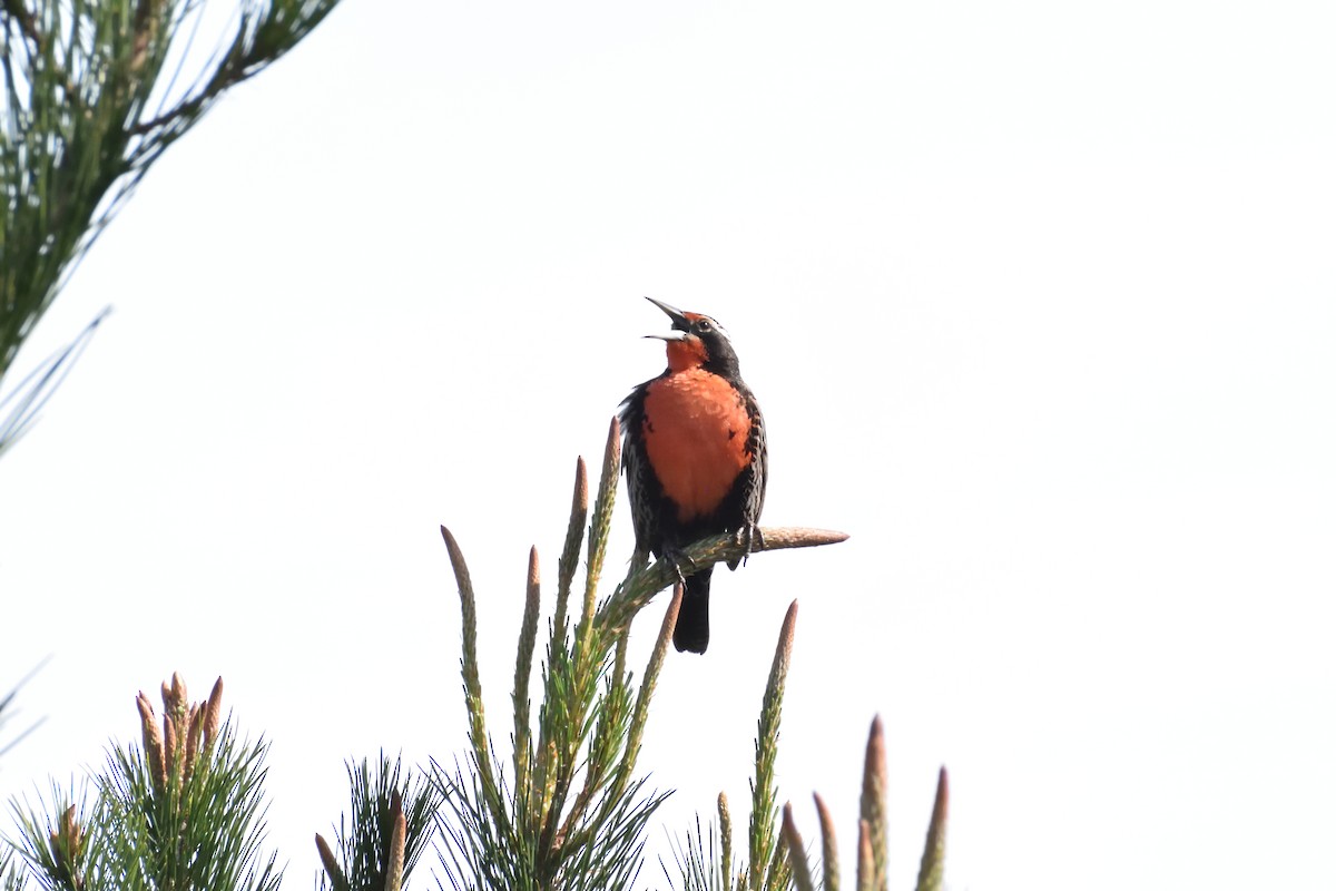 Long-tailed Meadowlark - ML639951536
