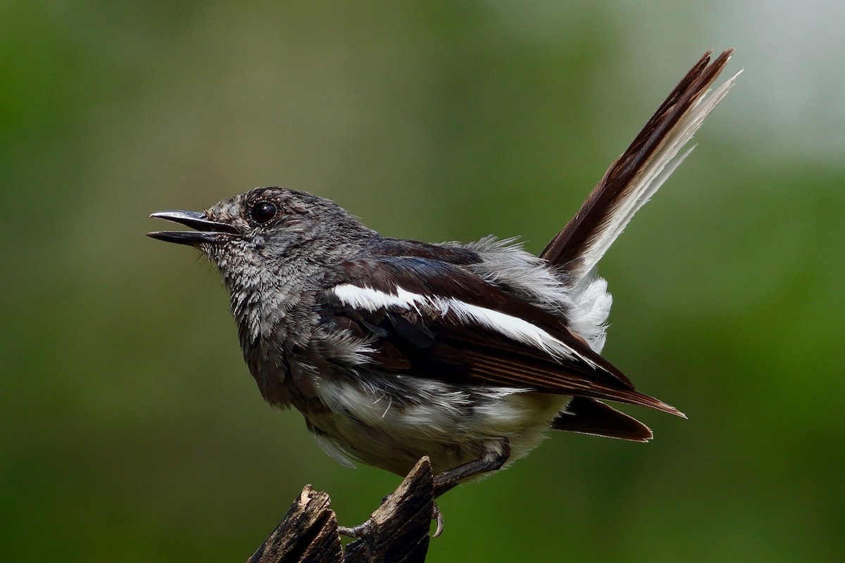 Oriental Magpie-Robin - ML639951540