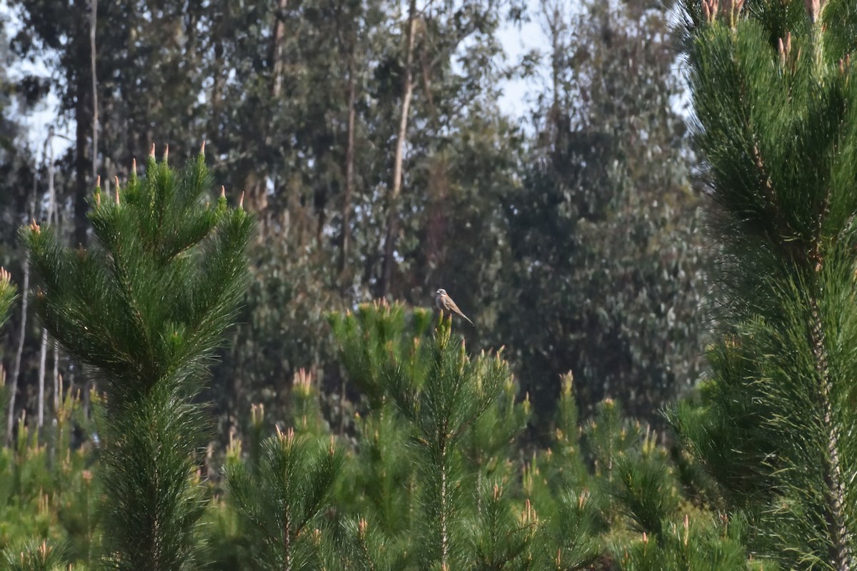 Rufous-collared Sparrow - ML639951545