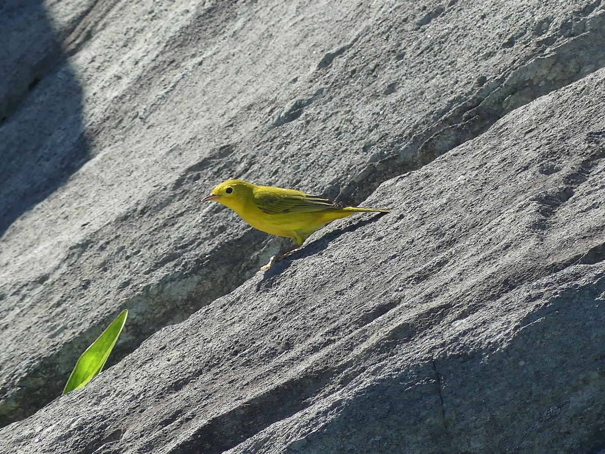 Paruline jaune - ML639951580