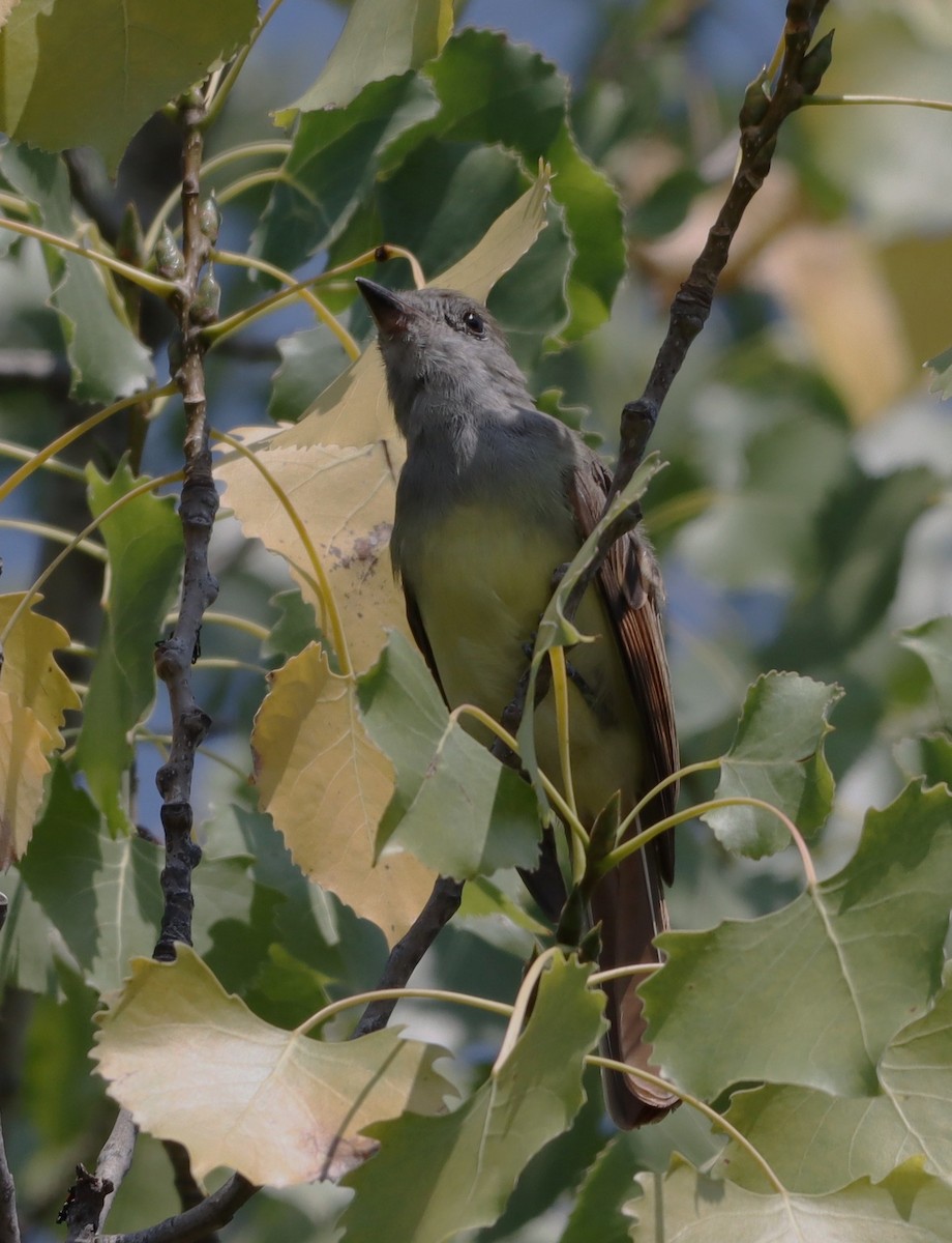 Great Crested Flycatcher - ML639951611