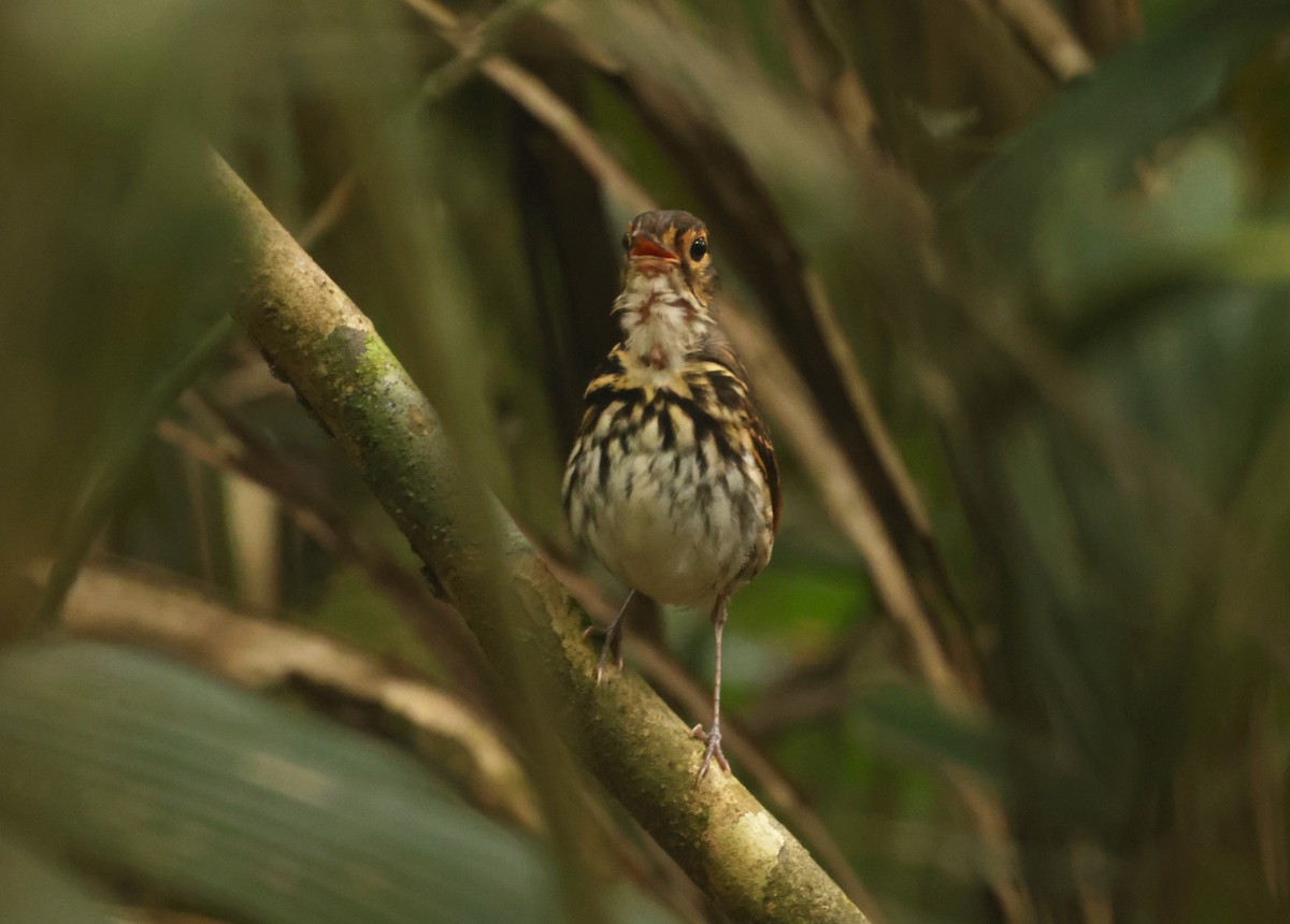 シマムネモリジアリドリ（perspicillatus） - ML639951623