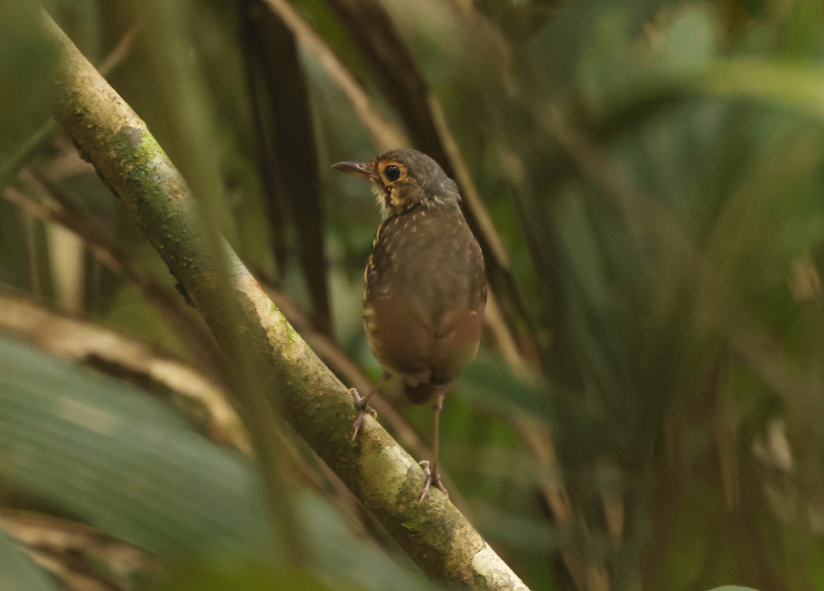 シマムネモリジアリドリ（perspicillatus） - ML639951624