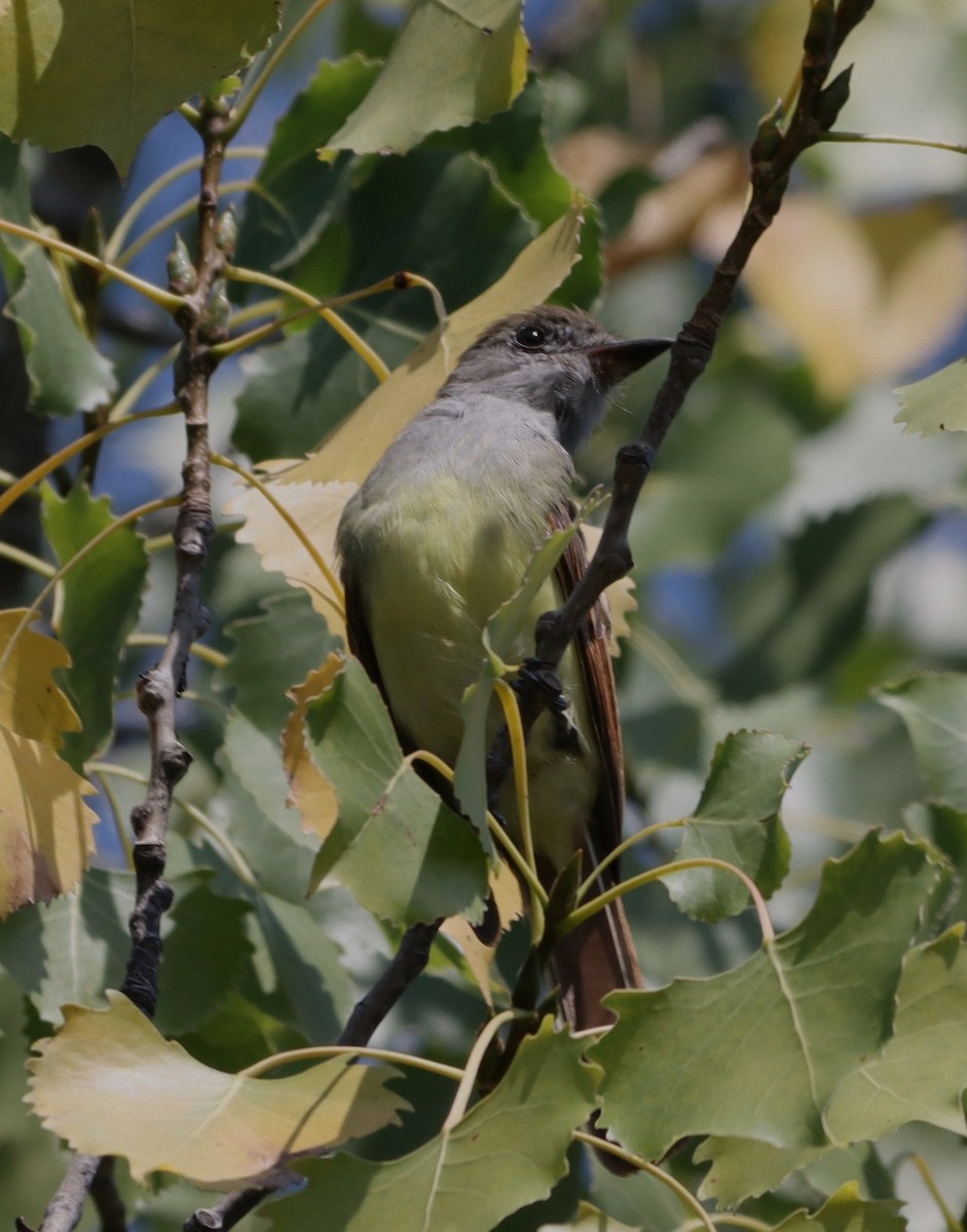 Great Crested Flycatcher - ML639951629