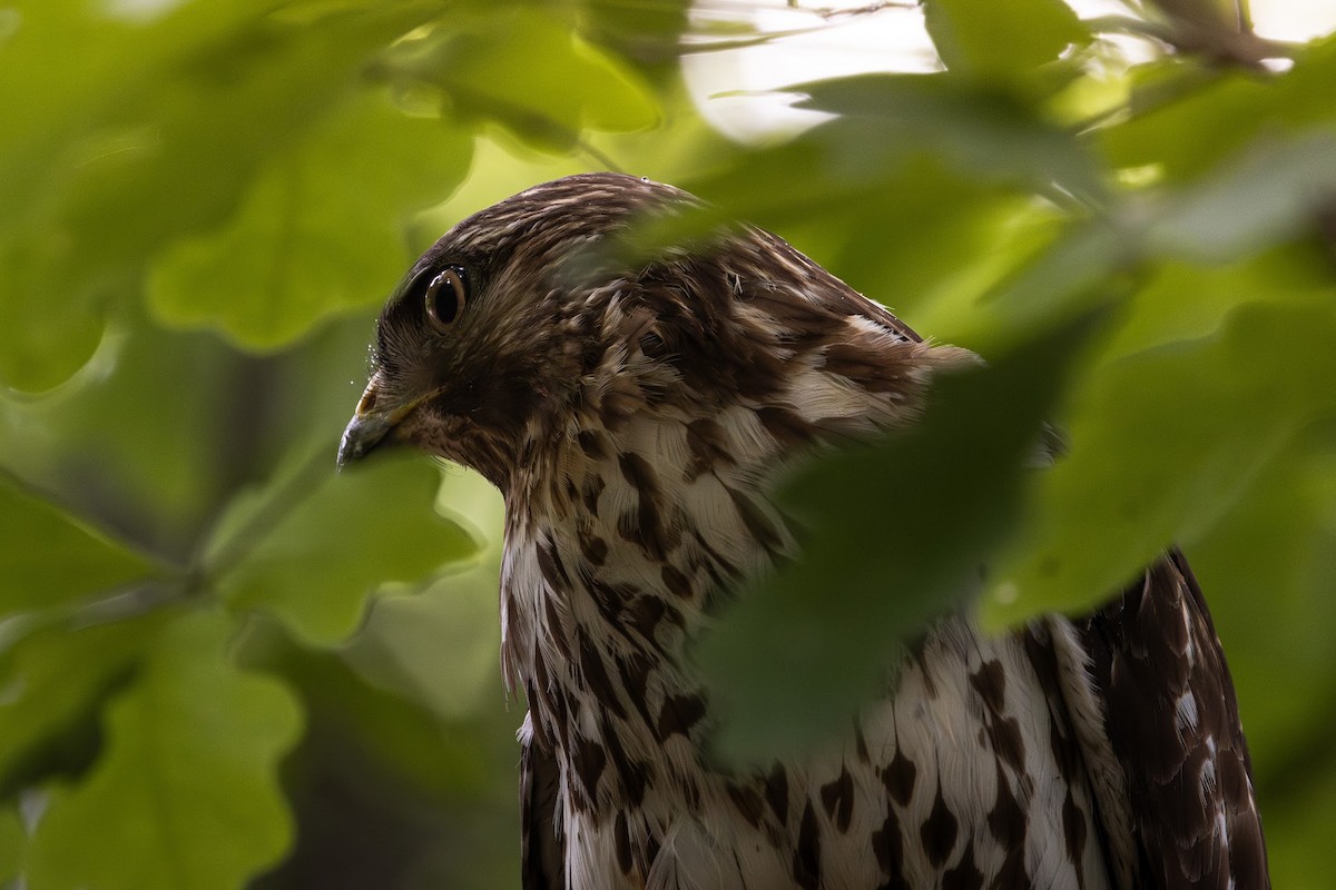Cooper's Hawk - ML639951703