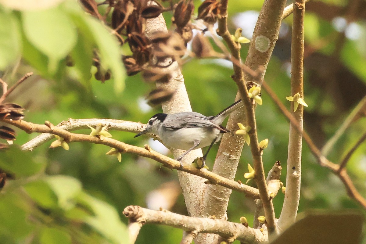 White-browed Gnatcatcher - ML639951751