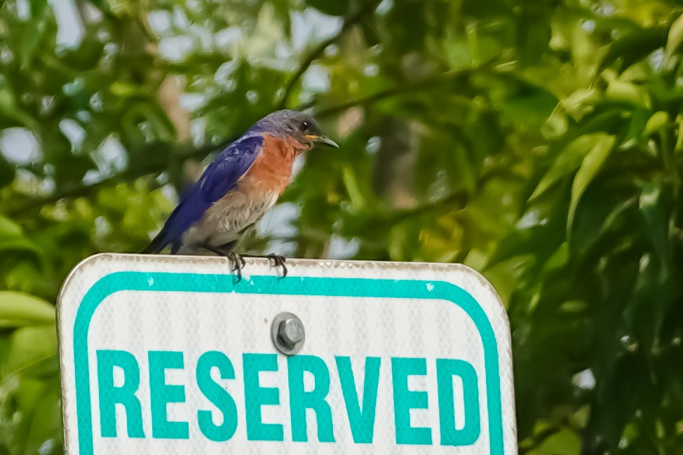 Eastern Bluebird - ML639951793