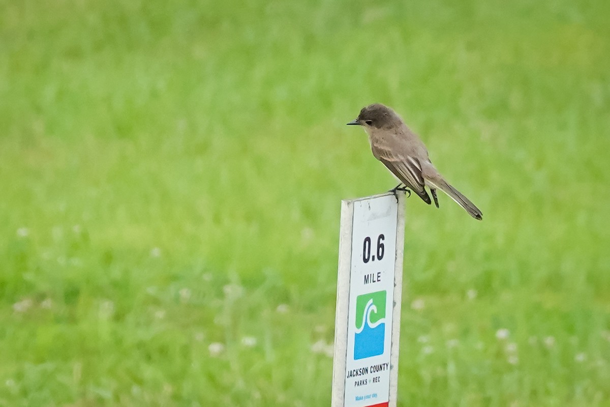 Eastern Phoebe - ML639951794